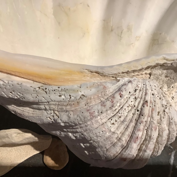 Antique Clam Shell Tridacna Gigas huge collectible unique - Picture 15 of 17